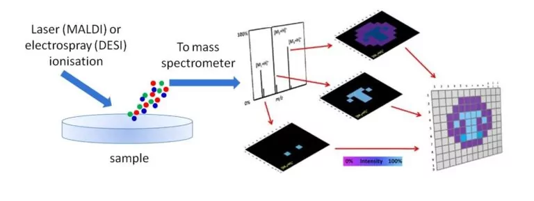 Do You See What We See? Mass Spectrometry Imaging is Revealing Insights in Biomedical Research