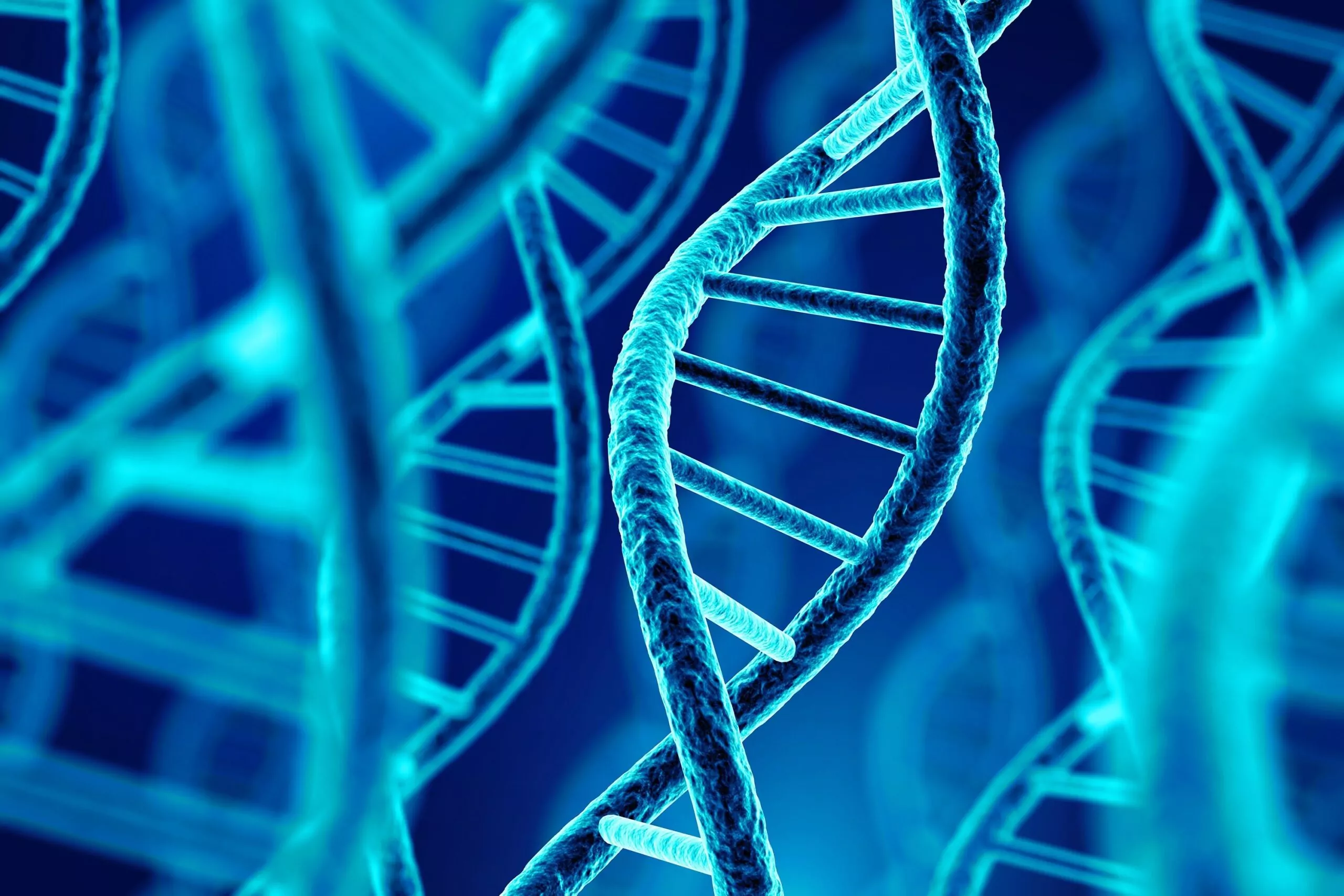 Sonda PCR Primer