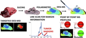 From "Wide-field tissue polarimetry allows efficient localized mass spectrometry imaging of biological tissues," Chemical Science