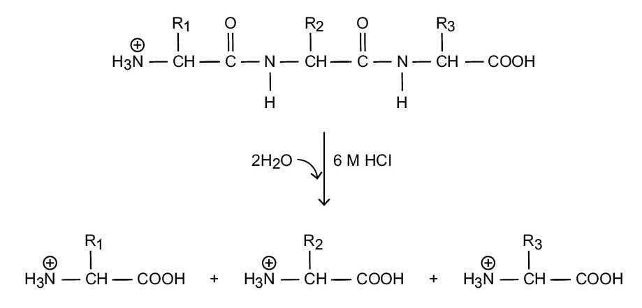 Abbildung 1. Säurehydrolyse von Proteinen.