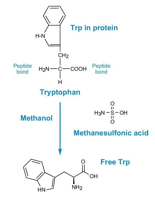 Abbildung 2. MSA-Hydrolyse für die Trp-Analyse.