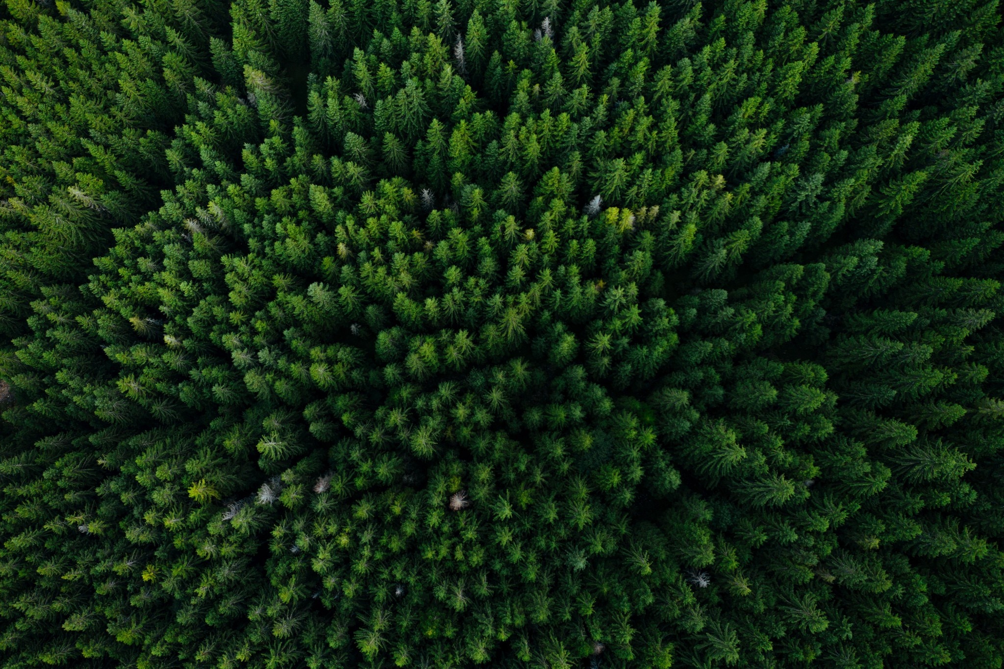 Aerial view of a rich, green forest