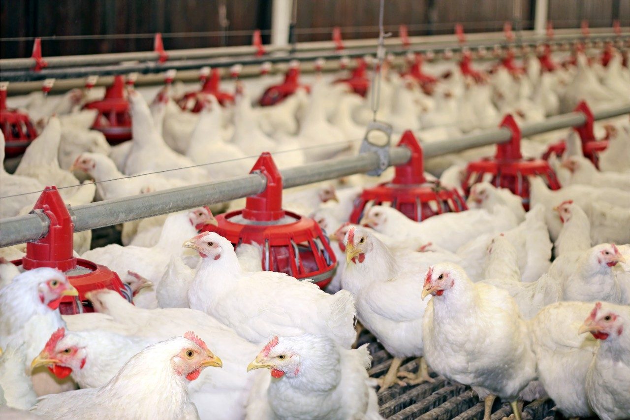 Chickens on an industrial farm