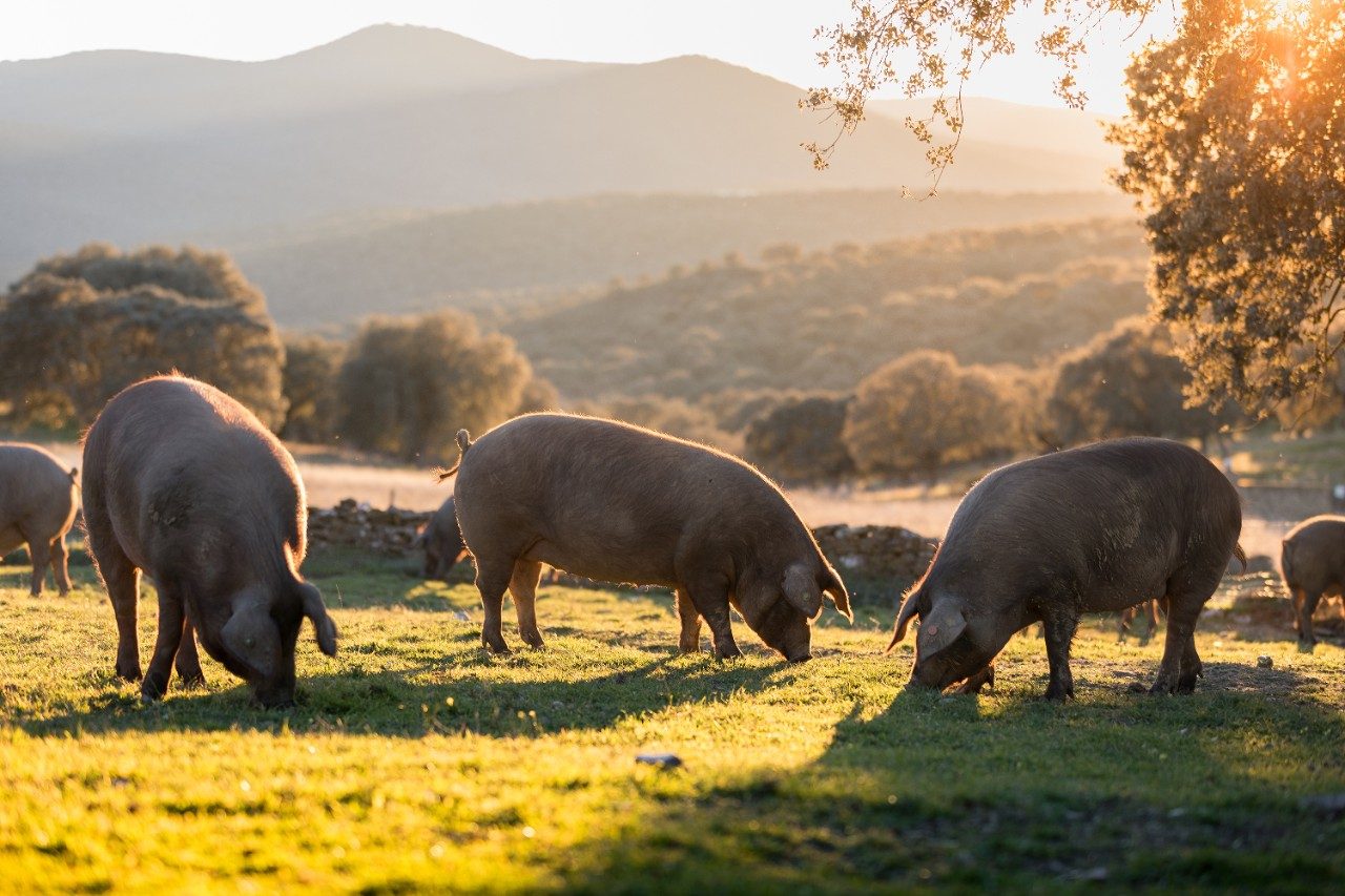 Pigs eating in a meadow on farmland