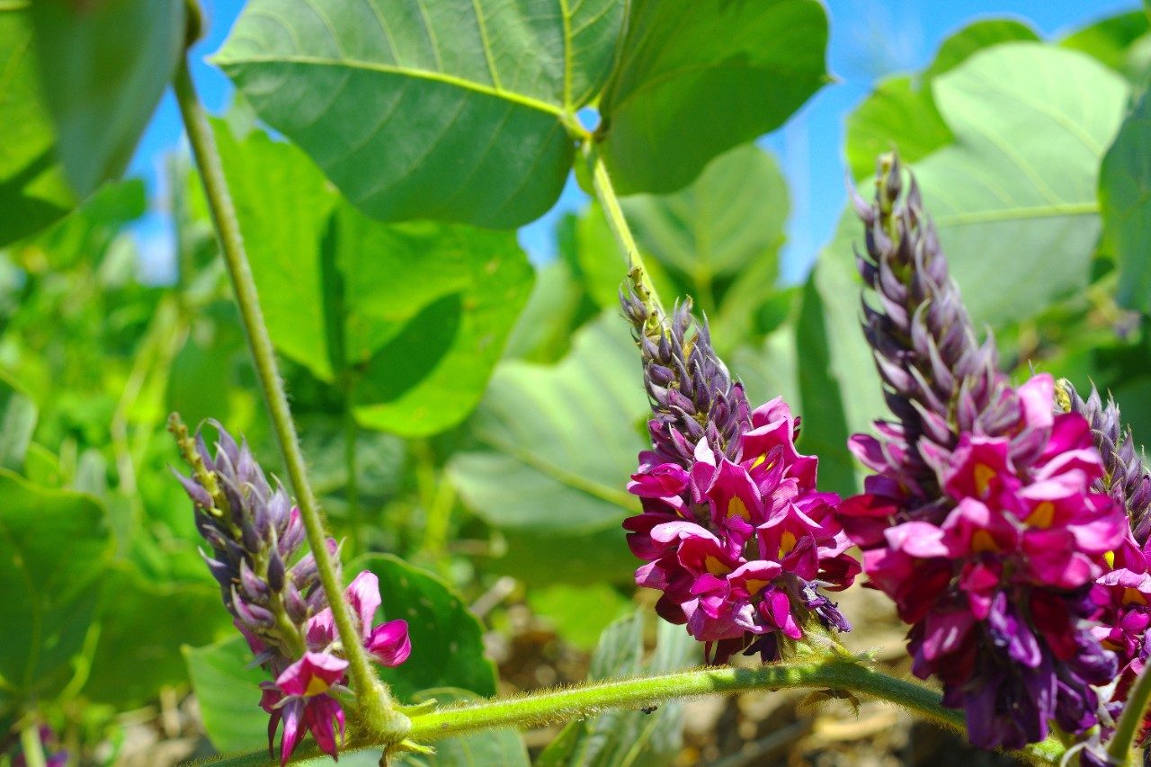 Kudzu pueraria lobata plant