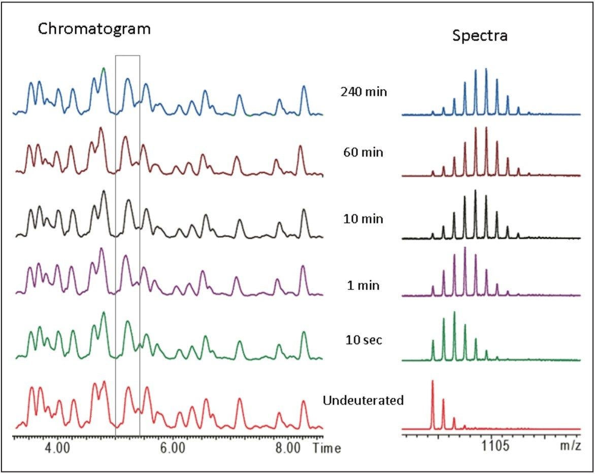 Reproducible chromatographic separations of calmodulin peptides following online pepsin digestion