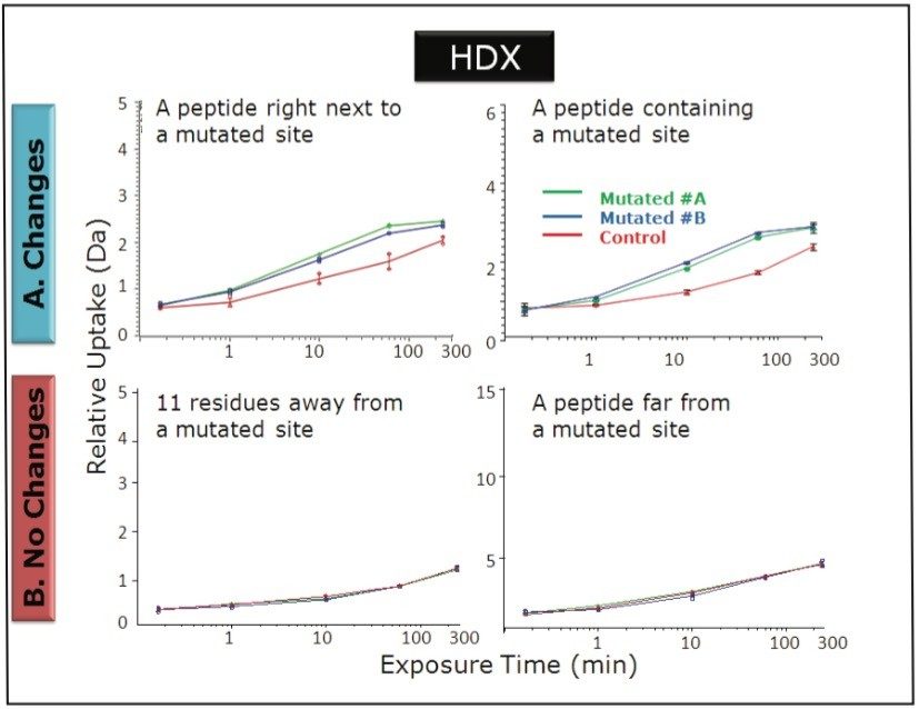 The deuterium uptake curves from the HDX MS study with and without changes comparing the control to the mutated samples for four selected peptides.