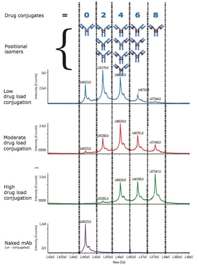 Deconvoluted intact mass spectra for cysteine-conjugated ADCs from native SEC-LC-MS after deglycosylation