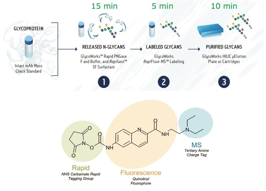 GlycoWorks RapiFluor-MS N-Glycan Kit sample preparation workflow and the chemical structure of the RapiFluor-MS Reagent.