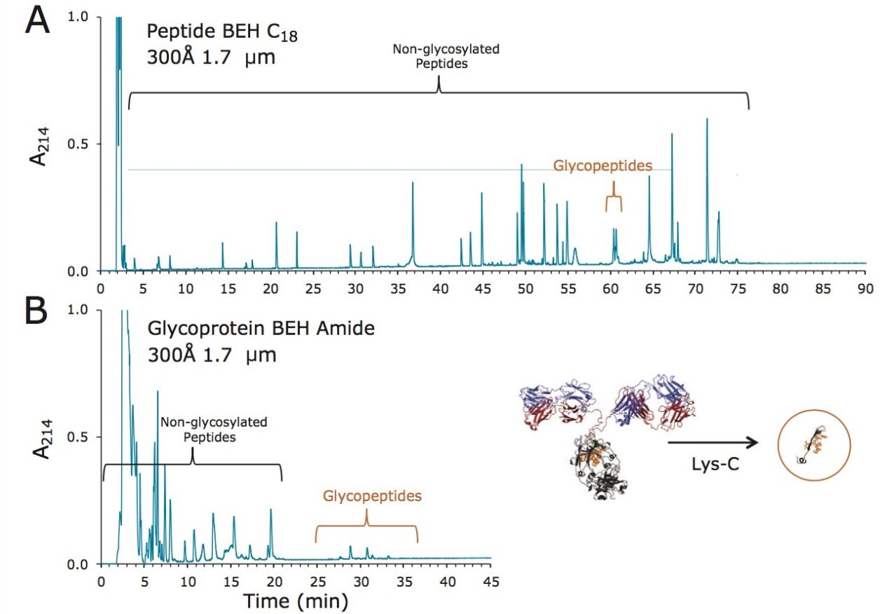 Lys-C glycopeptide mapping of trastuzumab. 