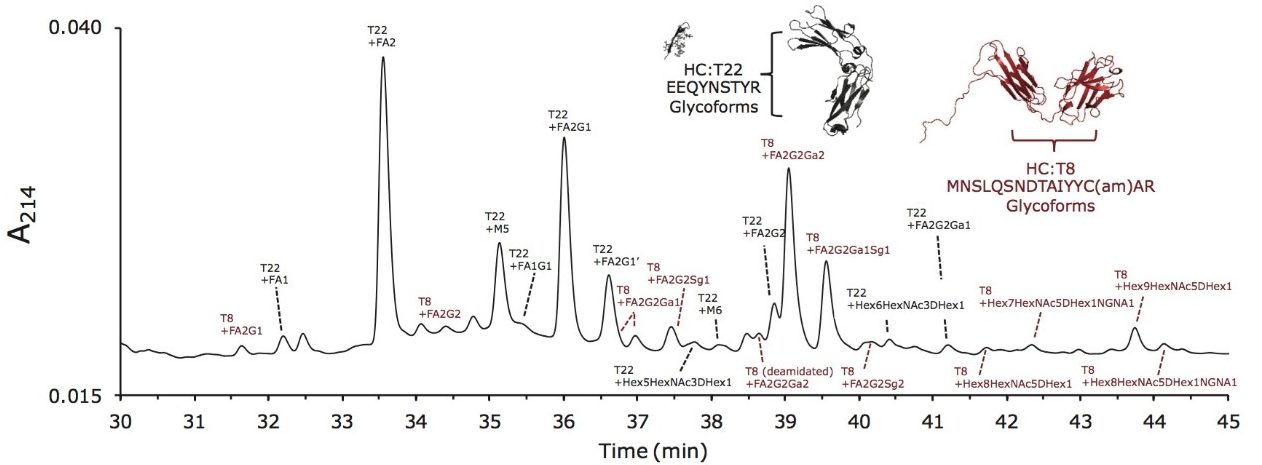 Assaying the N-linked glycan sites of cetuximab and their microheterogeneity using a combined Lys-C/tryptic digest. 