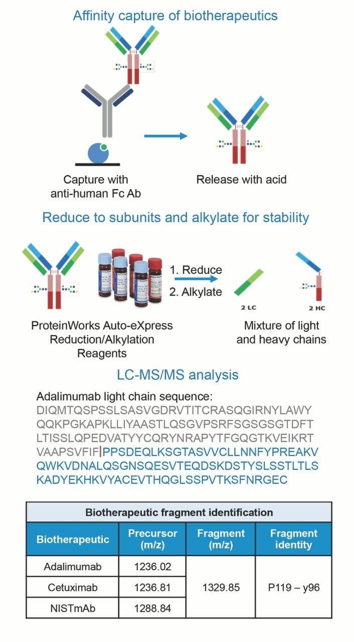 Sample preparation and LC-MS/MS workflow for the quantification of mAb biotherapeutics from rat plasma. 