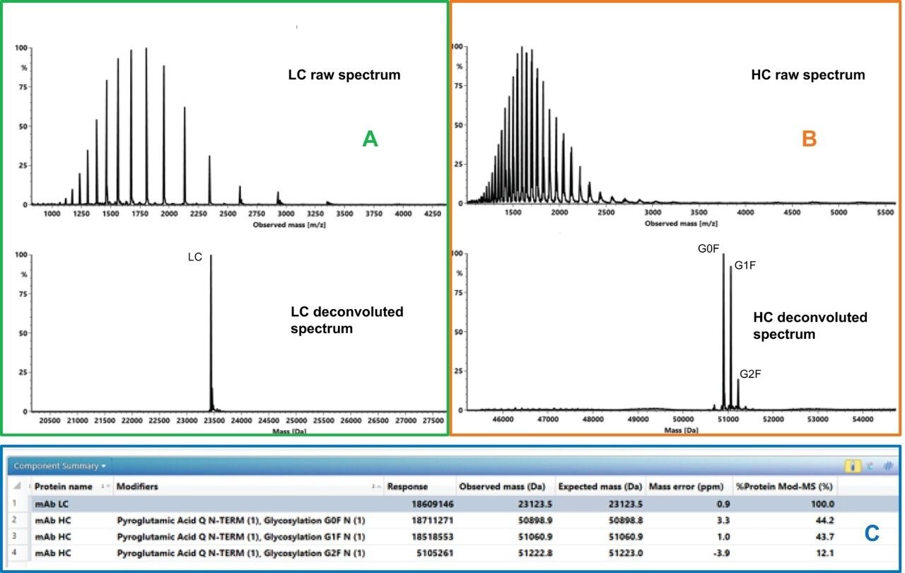 NIST mAb LC (A) and HC (B) summed raw spectra and deconvoluted spectra are shown from the denatured SEC-MS analysis. Good mass accuracies are observed for the automatically identified major LC and HC peaks as displayed in the components summary table (C). 