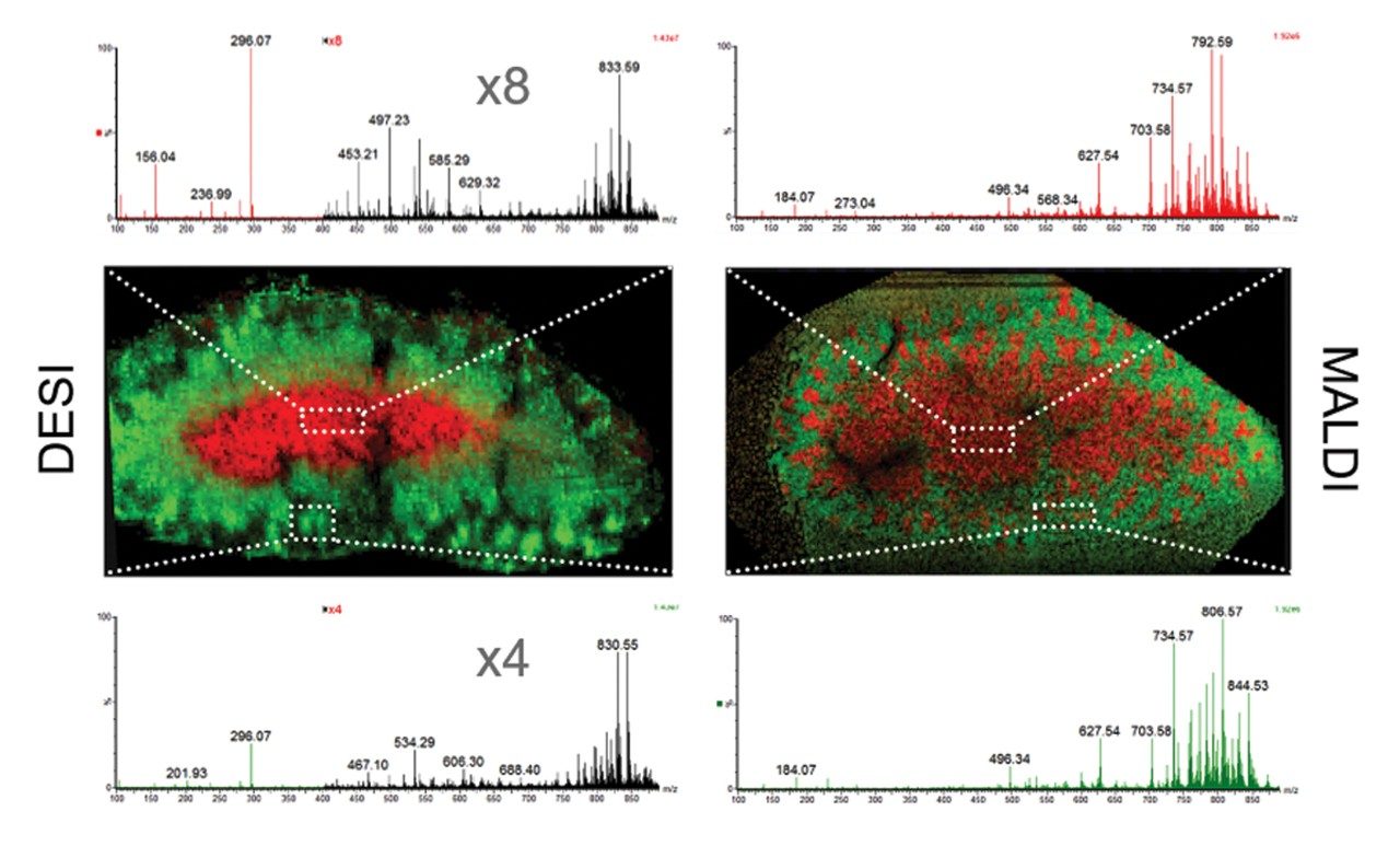 FSMI DESI and MALDI analysis 