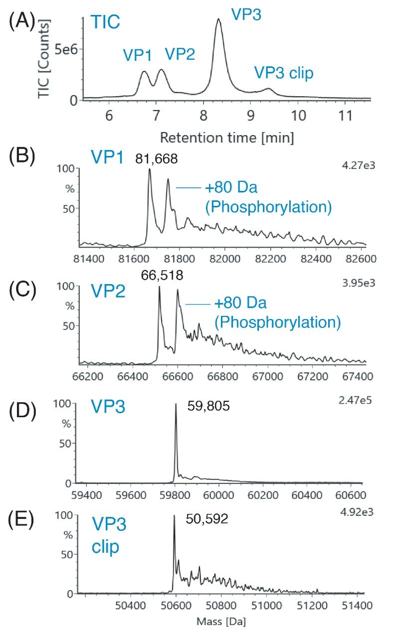  RPLC-MS of AAV capsid proteins