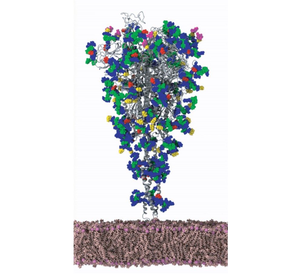 The SARS-CoV-2 spike protein (gray) with glycans modeled on its surface.