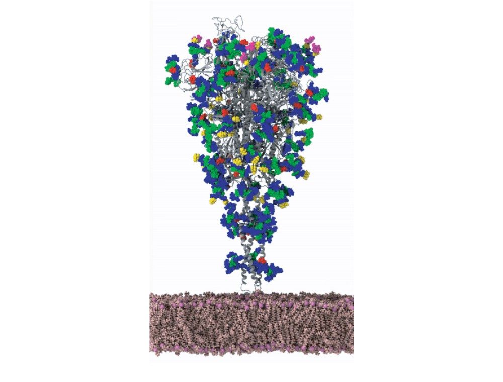 The SARS-CoV-2 spike protein (gray) with glycans modeled on its surface. 