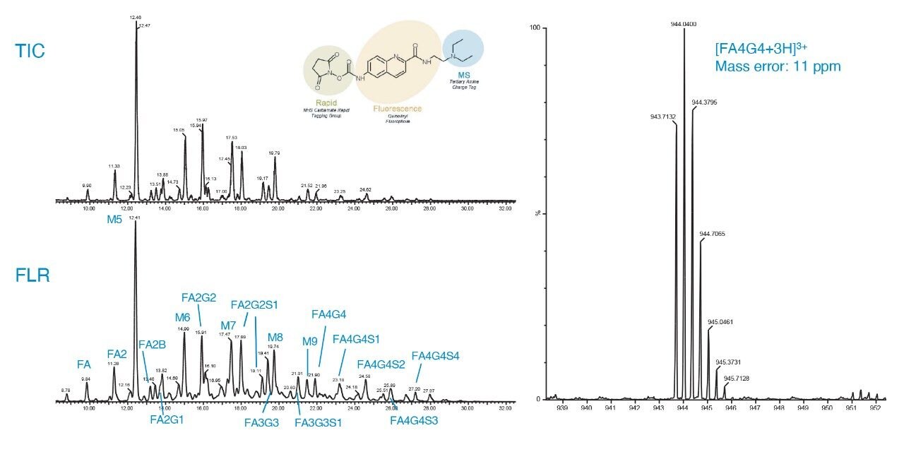 Identification of 42 major glycan peaks by MS