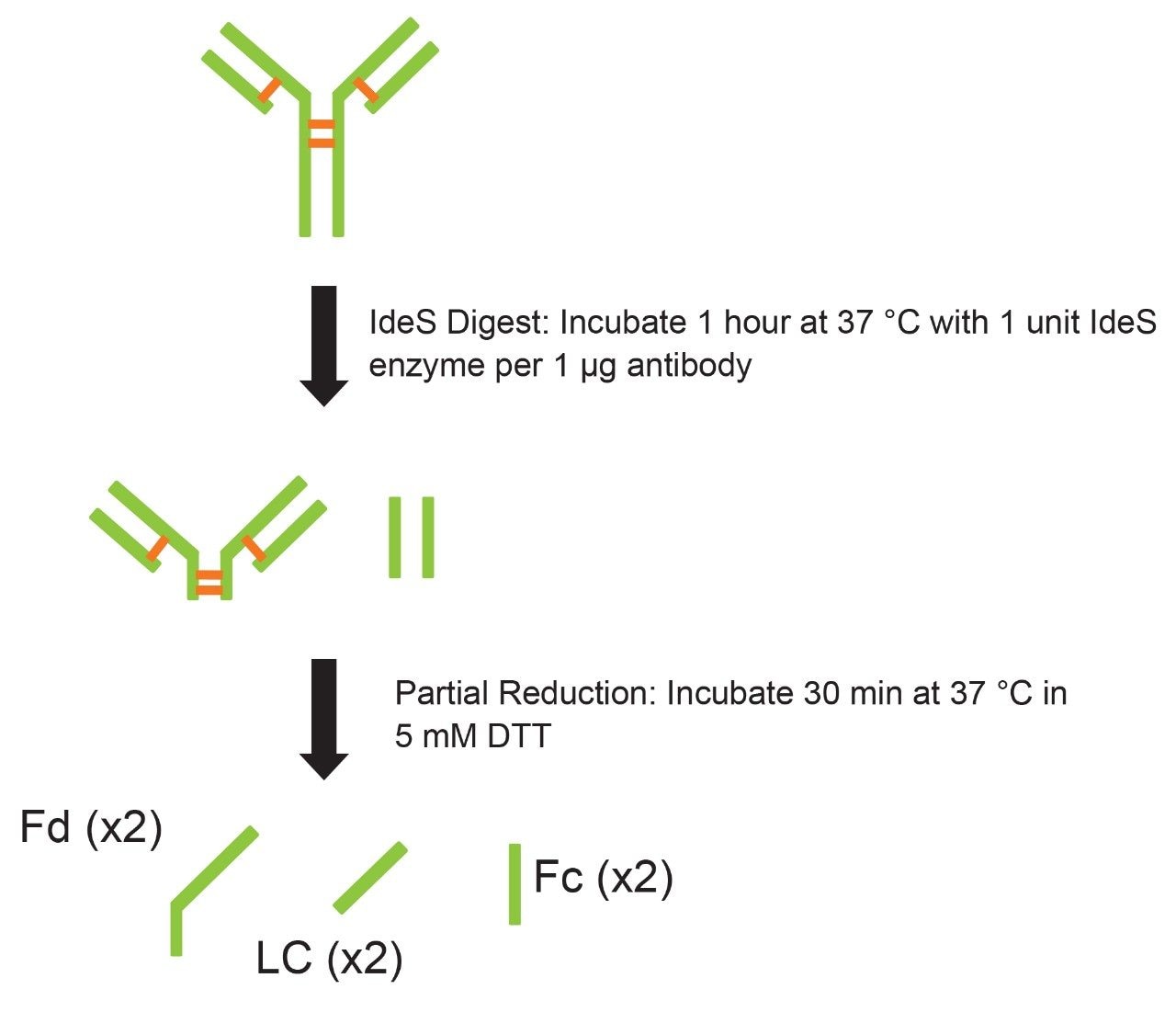 Sample preparation for mAb Subunit MAM, including IdeS digestion and partial reduction