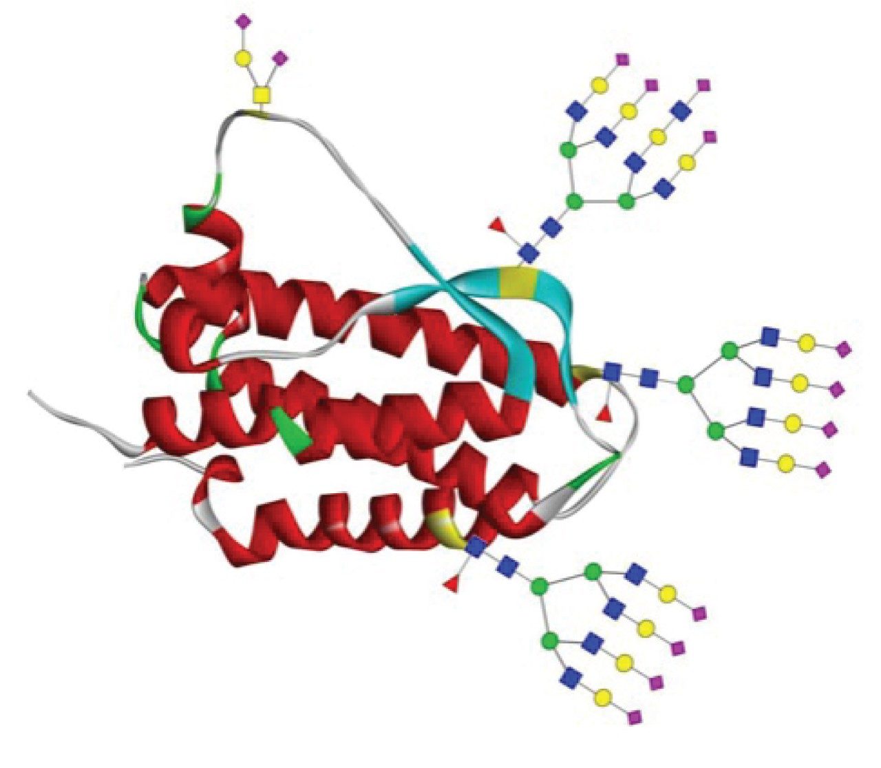 Structure of Erythropoietin (EPO) with examples of N- and O-glycosylation present.