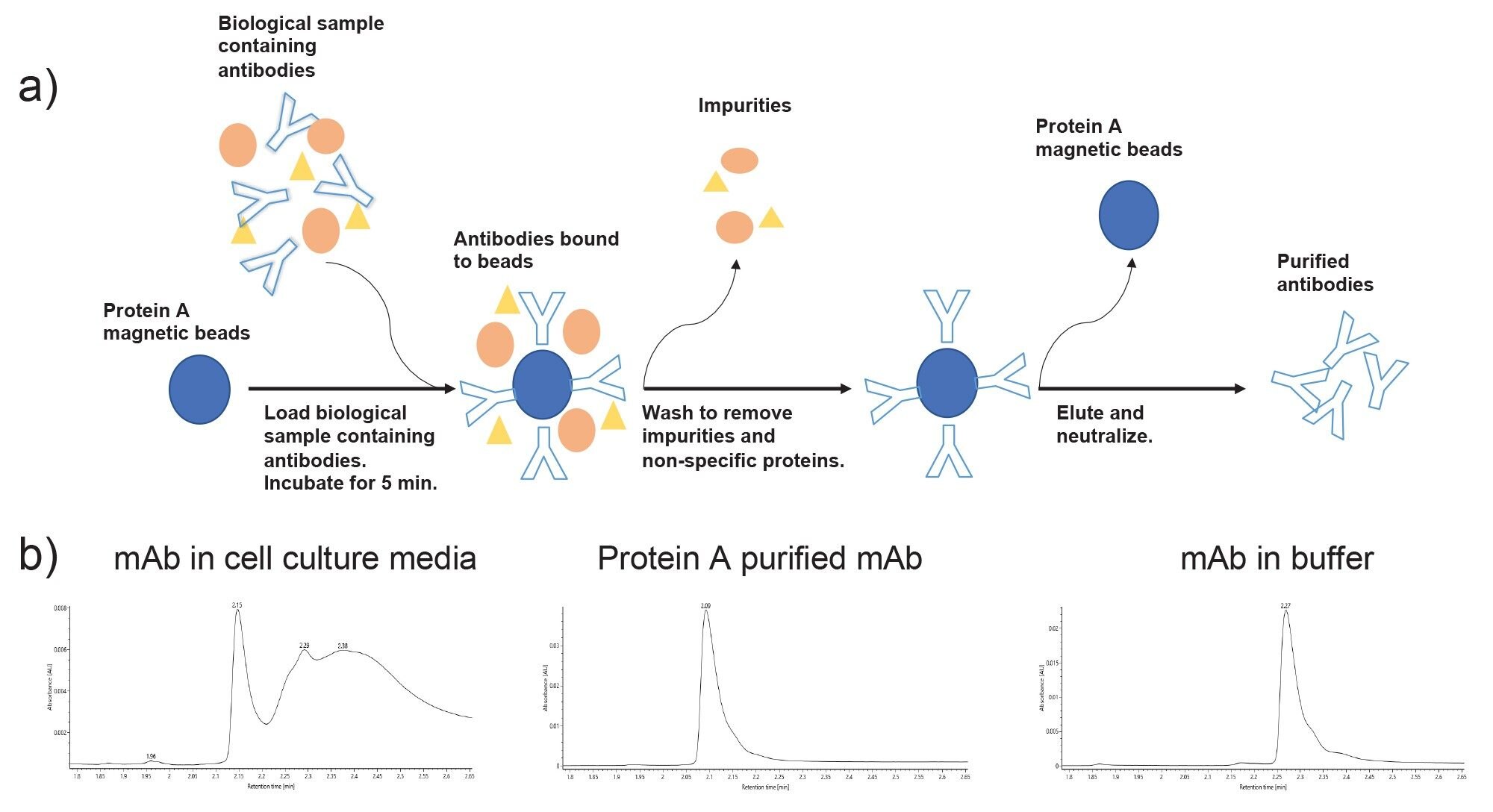 a) Schematic of antibody purification using Protein A-coupled magnetic beads. b) Chromatograms of mAb in cell culture media, after Protein A purification and mAb In buffer.