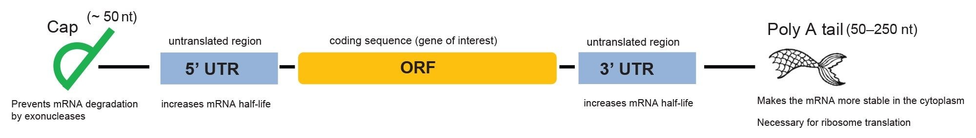 Schematic diagram showing the structural elements of an mRNA molecule