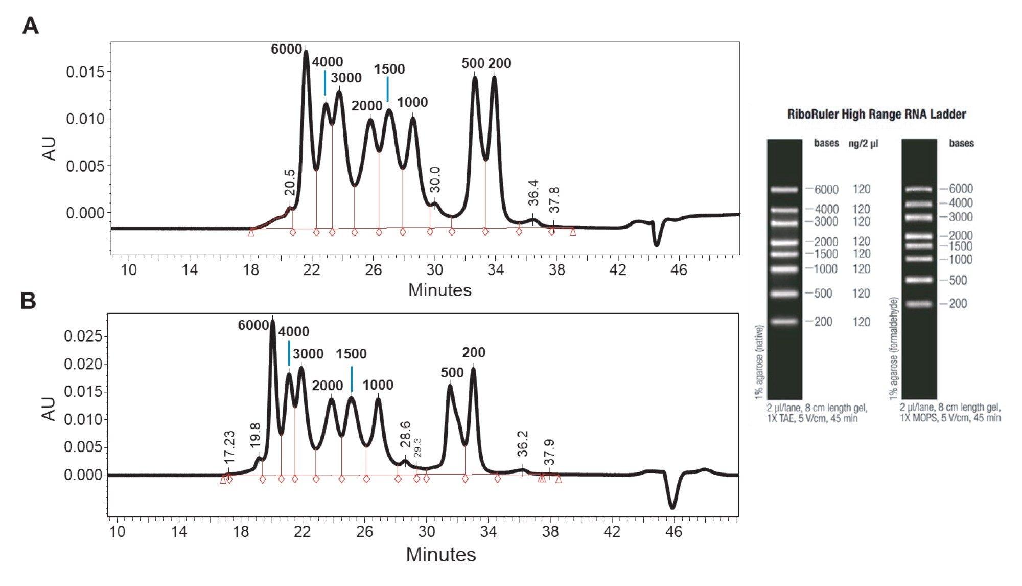 SEC-based separation of single stranded RNA components of a high range RNA ladder using an XBridge Premier GTx BEH SEC 450 Å 2.5 μm Column