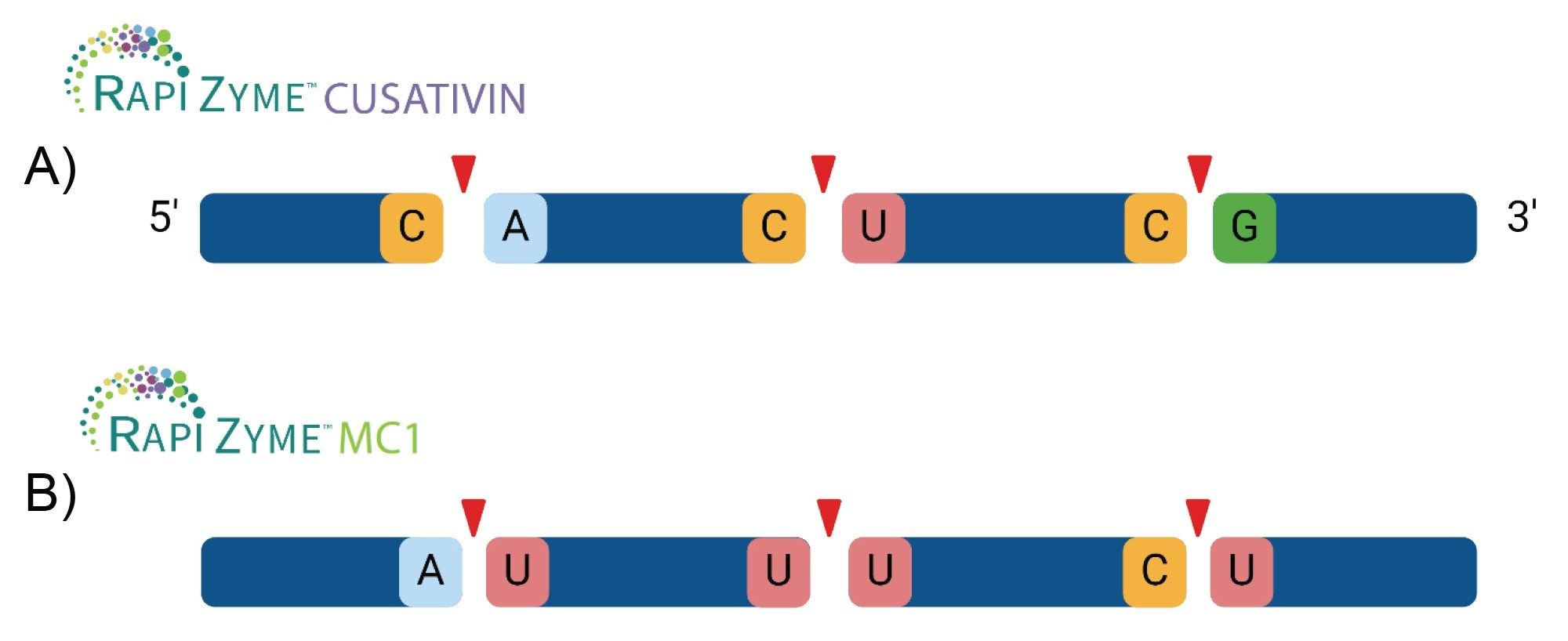 Example illustration showing the primary cleavage location of A) RapiZyme Cusativin Cp[A/U/G] and B) RapiZyme MC1 at [A/U/C]pU