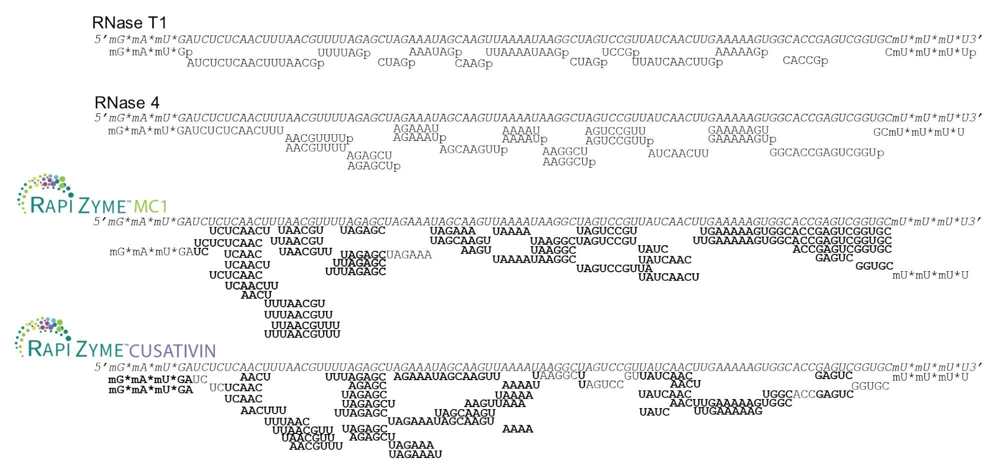 Depiction of identified HPRT sgRNA digestion products for RNase T1, RNase 4, RapiZyme MC1, and RapiZyme Cusativin. Bolded bases signify areas of the sequence where residues were detected in overlapping digestion products