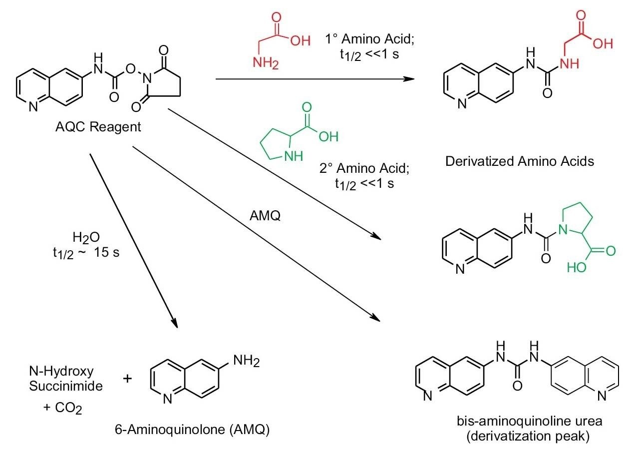 Figure 10. Schematic of AccQ•Tag reaction from derivatization of primary and secondary amino acids.