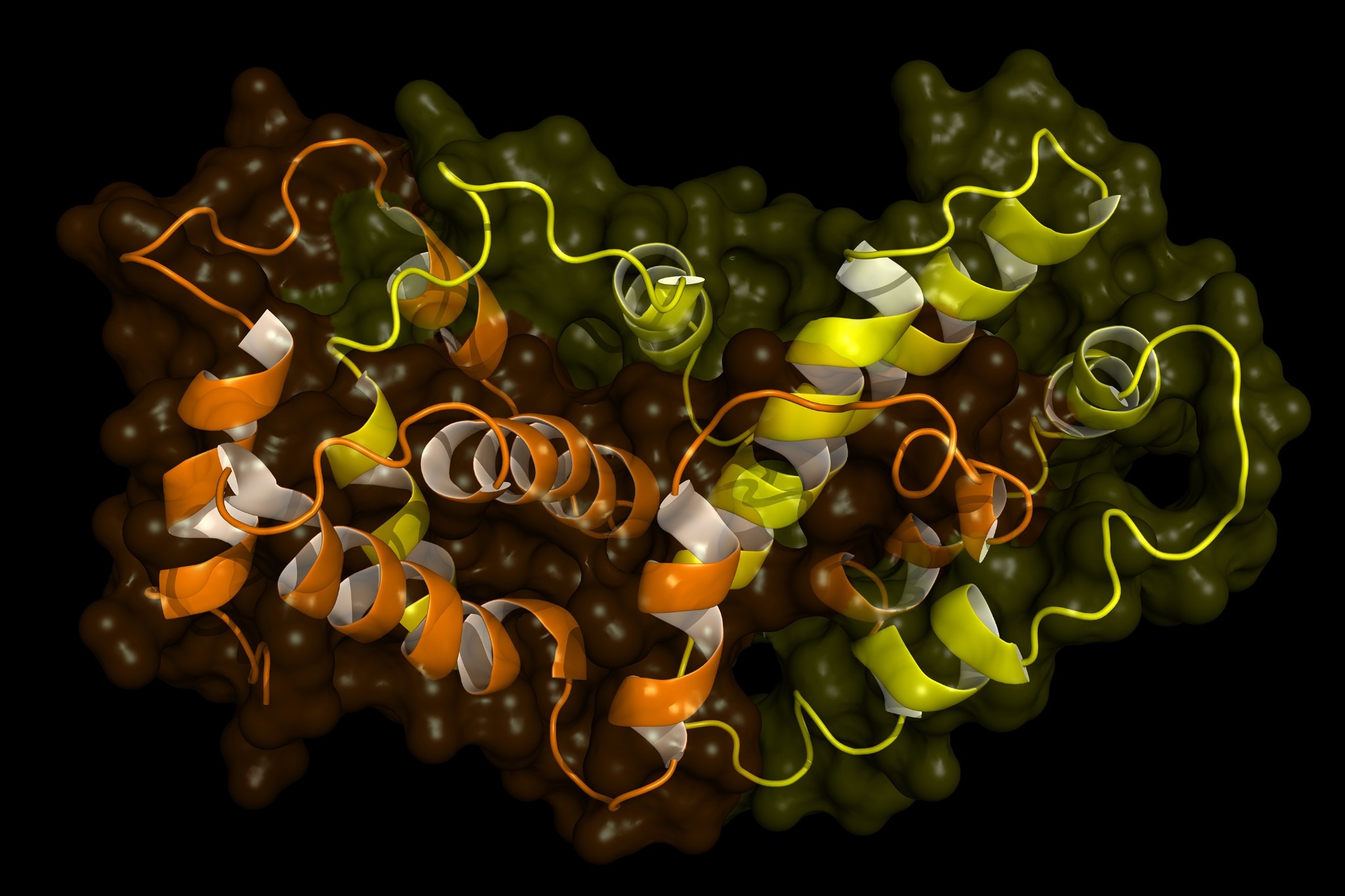 Structure de l’interféron gamma