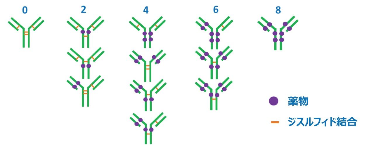 IgG1 抗体および可能性のあるシステイン結合 ADC の薬物負荷分布（異性体構造を含む）