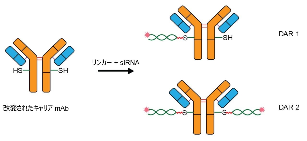 ARC（抗体 siRNA 複合体）