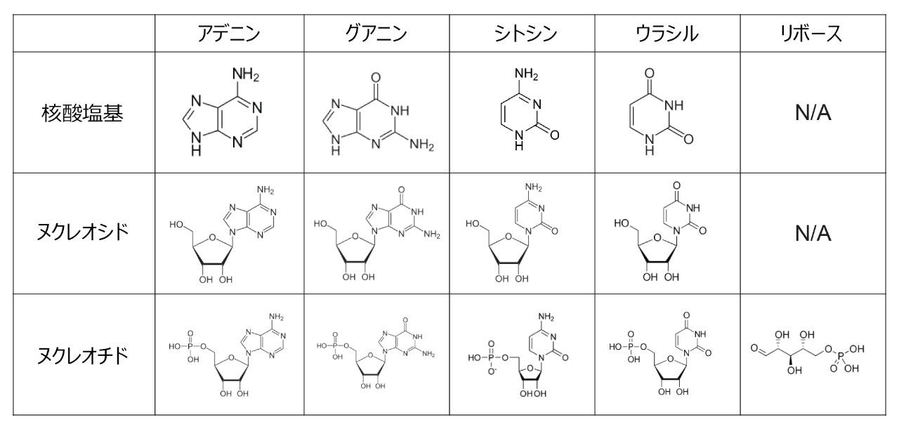 核酸塩基、ヌクレオシド、ヌクレオチドの分析種構造