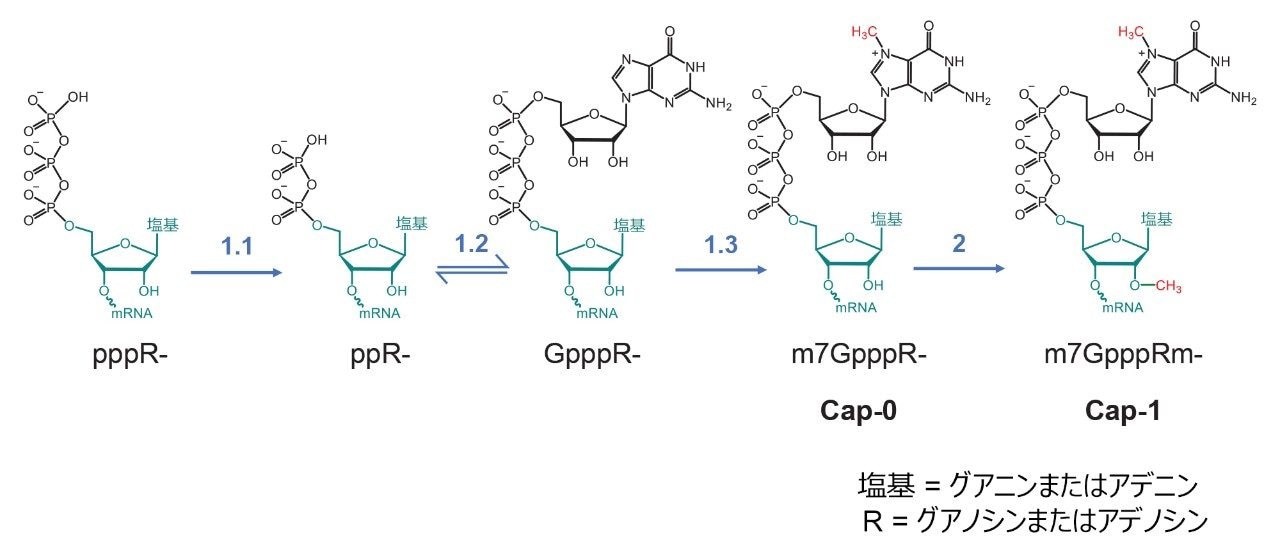 RNA の酵素キャッピング