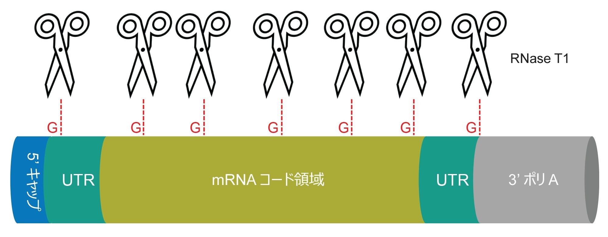 mRNA 構造の概略図。はさみは、RNase T1 の推定切断部位を示します