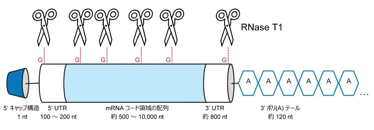 mRNA 構造の概略図