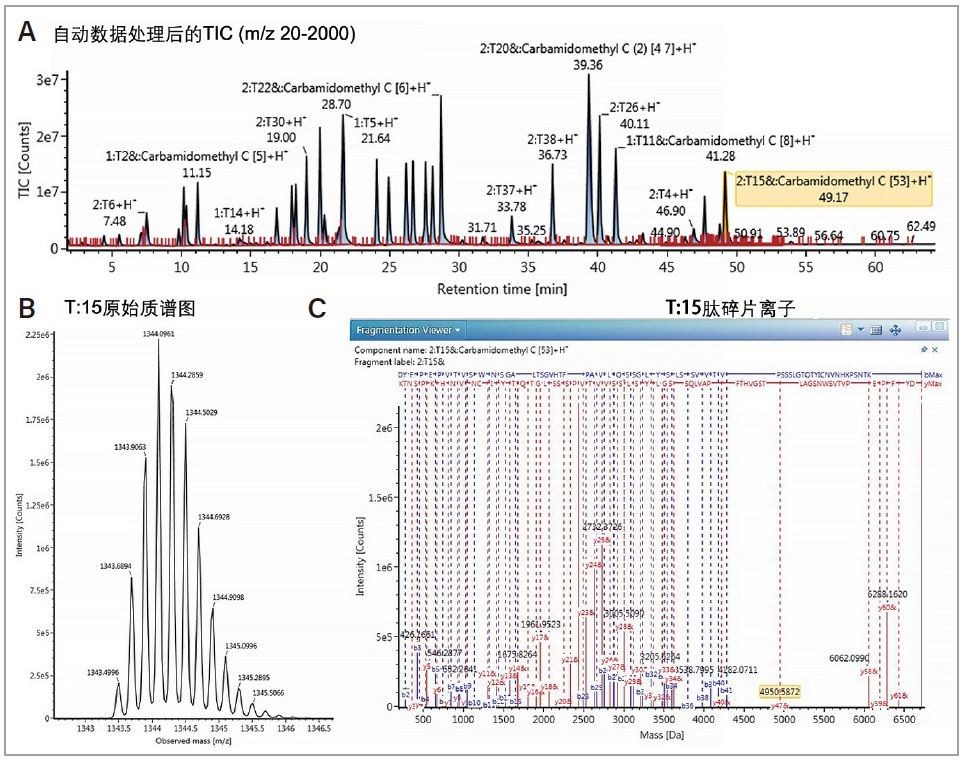 A) 图中所示为mAb胰蛋白酶酶解标准品峰标记色谱图。B) MS谱图展示了m/z 1343.6655 (+5)峰的原始数据以及C) T15肽碎片离子质谱图（64个碎片离子，用于序列确认）。