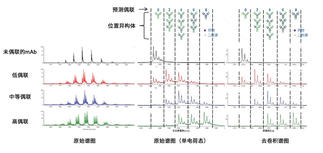 多电荷峰簇的组合原始光谱和具有低、中、高DAR的半胱氨酸偶联ADC的mAb的组合原始光谱。