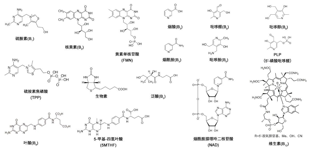 B族维生素及其同效维生素的结构