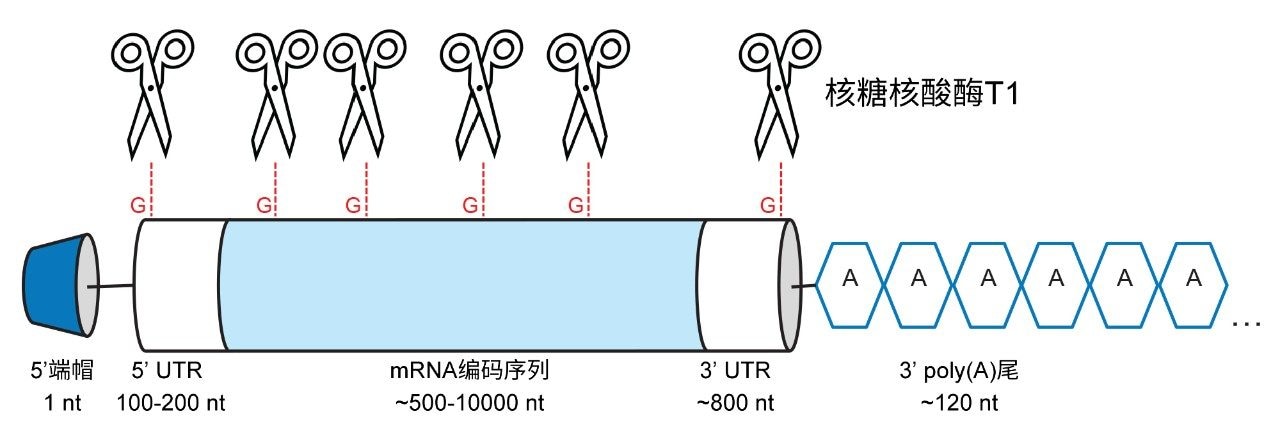 mRNA结构示意图